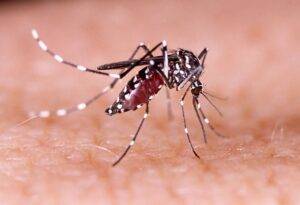 Natal vive aumento exponencial de casos de dengue - Foto: Reprodução