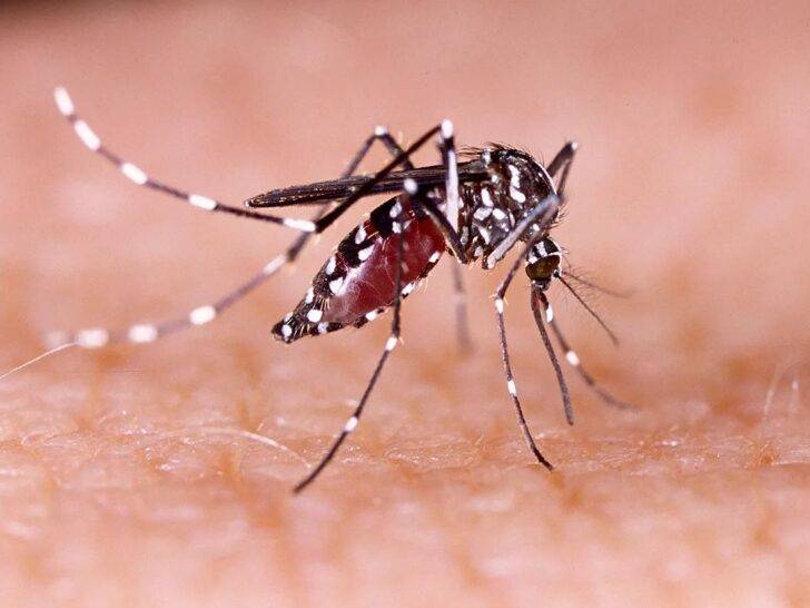 Natal vive aumento exponencial de casos de dengue - Foto: Reprodução