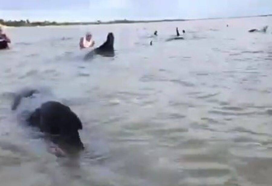 Segundo o Projeto Cetáceos, é provável que os animais estejam desorientados, com sinais de distúrbio neurológico. Foto: Reprodução