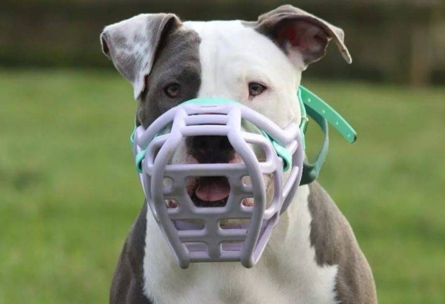 Objeto será obrigatório para circulação de animais em espaços públicos - Foto: Reprodução