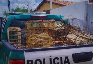 Aves resgatadas em Lajes, no RN - Foto: PMRN / Reprodução
