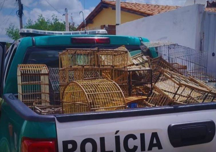 Aves resgatadas em Lajes, no RN - Foto: PMRN / Reprodução