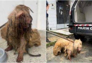 Mulher poderá cumprir pena de dois a cinco anos de prisão por manter cachorro em condições insalubres - Foto: Reprodução