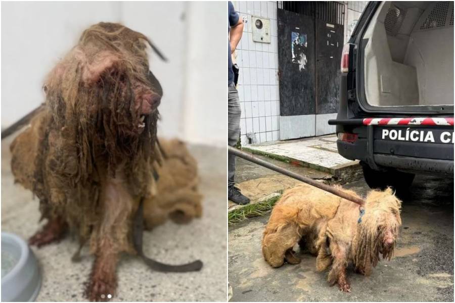 Mulher poderá cumprir pena de dois a cinco anos de prisão por manter cachorro em condições insalubres - Foto: Reprodução