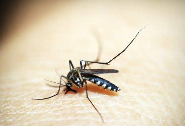 O coeficiente de incidência no país, neste momento, é de 236,3 casos de dengue para cada 100 mil habitantes. Foto: Agência Brasil