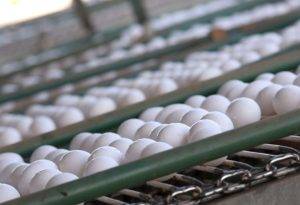 o Brasil, alta no preço dos ovos foi de pelo menos 20% mesmo em regiões produtoras - Foto: Agência Brasil / Reprodução