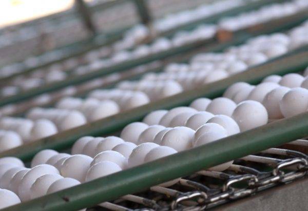 o Brasil, alta no preço dos ovos foi de pelo menos 20% mesmo em regiões produtoras - Foto: Agência Brasil / Reprodução