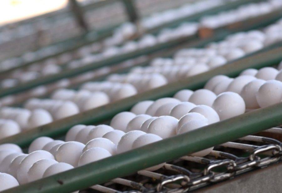 o Brasil, alta no preço dos ovos foi de pelo menos 20% mesmo em regiões produtoras - Foto: Agência Brasil / Reprodução