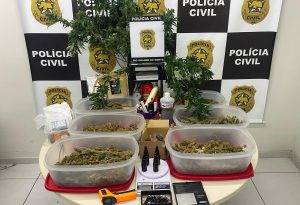 A ação foi resultado de investigações que apontavam a existência de uma estrutura voltada para o cultivo da droga em ambiente controlado. Foto: Polícia Civil