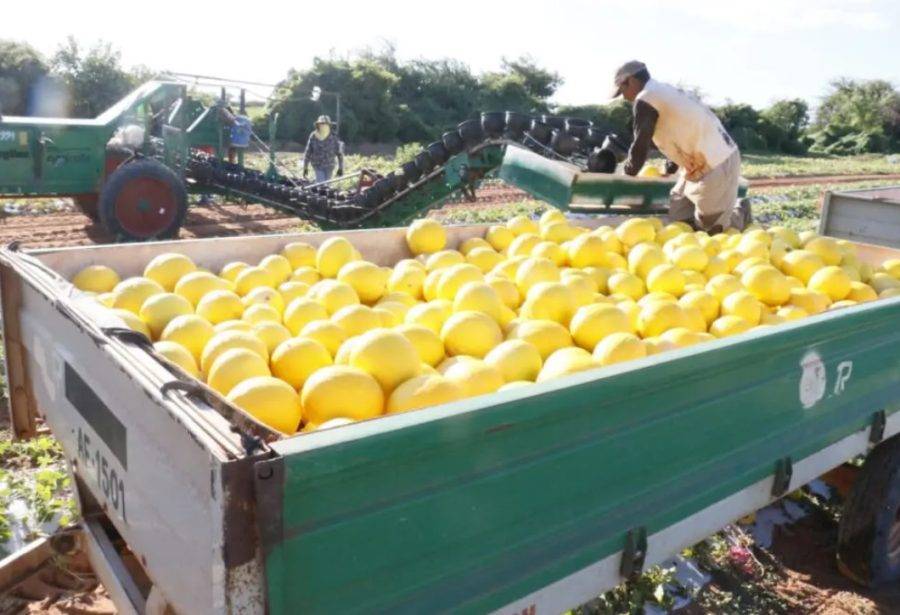 Frutas estão entre os principais produtos comprados pelos americanos no mercado potiguar - Foto: Reprodução