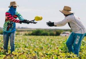 Colheita de melão no interior do RN: agricultura foi o setor que mais contribuiu para a queda - Foto: Agência Sebrae