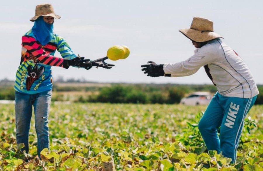 Colheita de melão no interior do RN: agricultura foi o setor que mais contribuiu para a queda - Foto: Agência Sebrae
