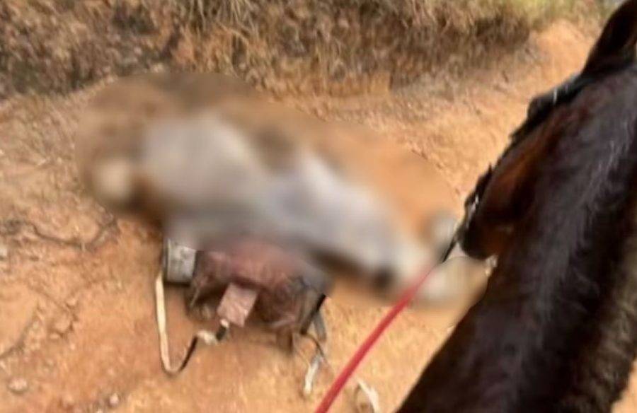 Polícia investiga denúncia de maus-tratos a cavalo mutilado com facão em Bananal. Foto: Reprodução/Rede Social