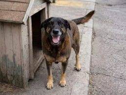 O decreto foi batizado Cão Orelha em homenagem ao cãozinho que morreu após ser agredido em 4 de janeiro. Foto: Reprodução