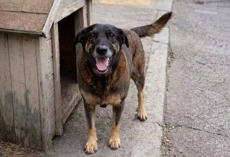 O decreto foi batizado Cão Orelha em homenagem ao cãozinho que morreu após ser agredido em 4 de janeiro. Foto: Reprodução